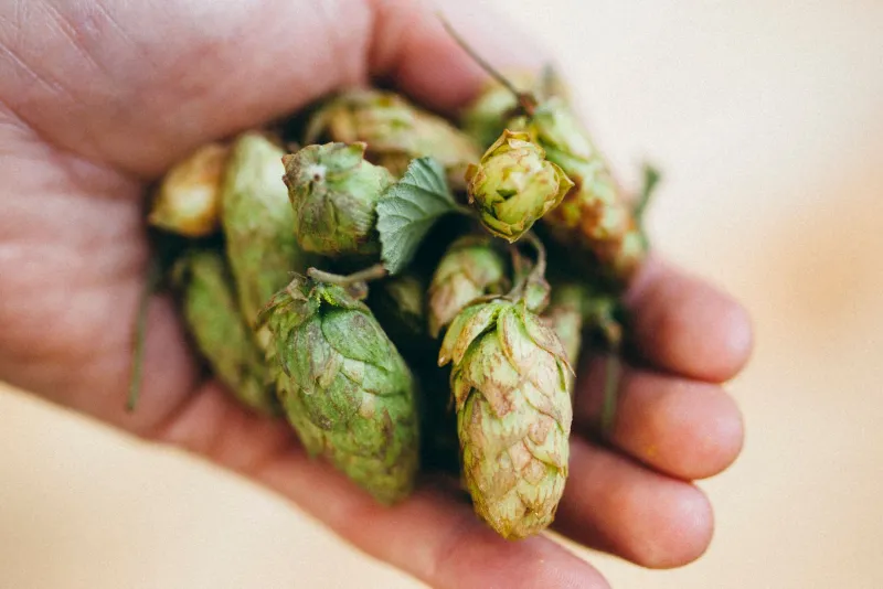 Wild at Heart: How Ancient Forest Yeast Is Rewriting the Rules of Craft Beer Flavor