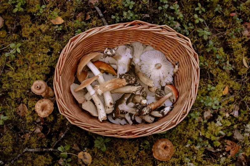 Roots, Bark, and Berries: Inside the Forager Economy Fueling Craft Beer's Wildest Releases