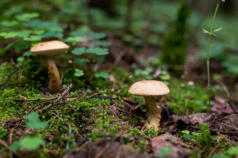 Beyond Yeast: The Wild World of Fungi Redefining What Craft Beer Can Taste Like